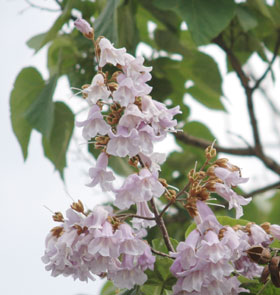桐の花。ほんのりと甘い香りがすると言われています。